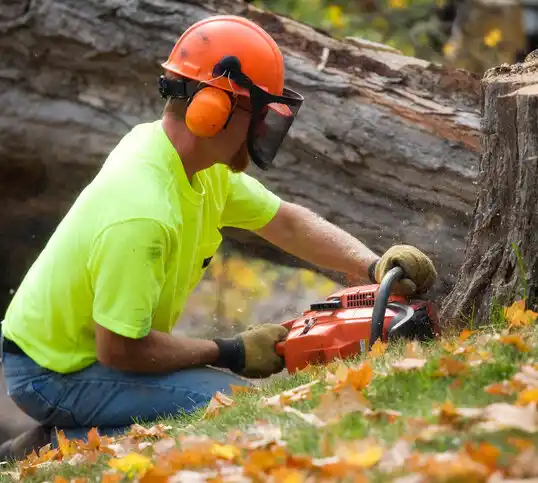 tree services Middle Point